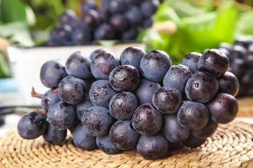 夏黑葡萄